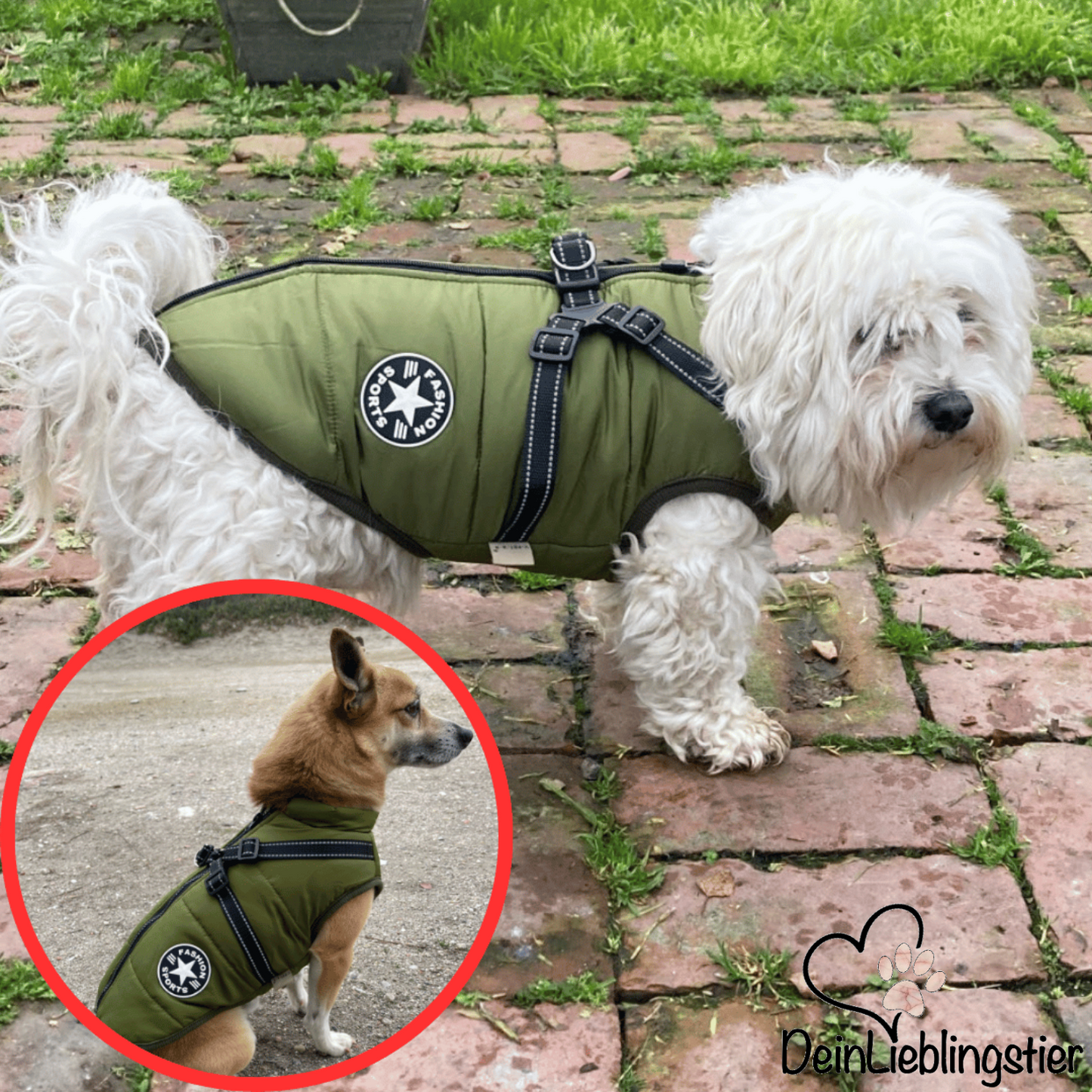 Allwetter-Hundejacke - wasserdicht, verstellbar_grün_testsieger
