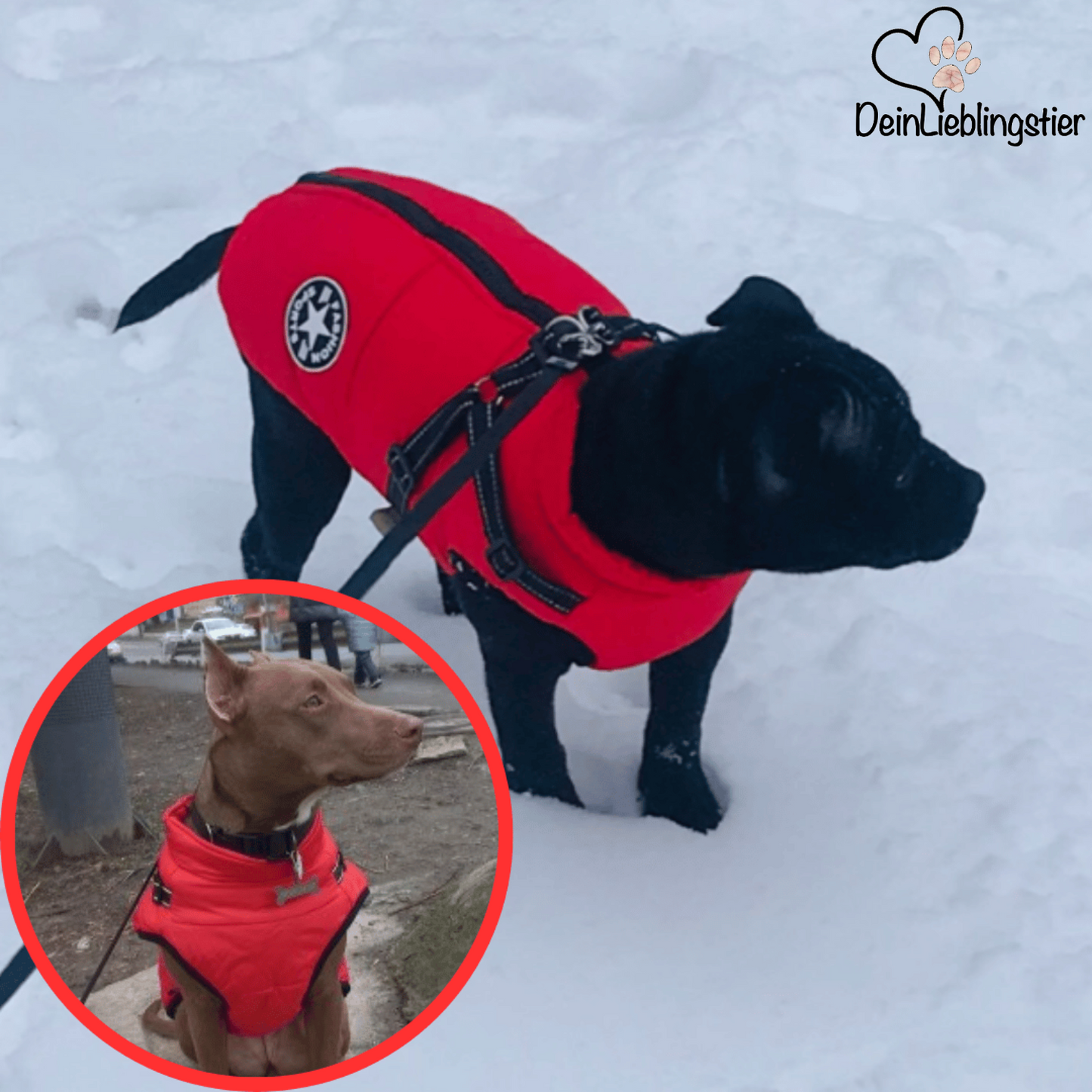 Allwetter-Hundejacke - wasserdicht, verstellbar_rot_testsieger