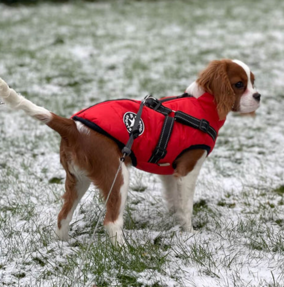 Allwetter-Hundejacke - wasserdicht, verstellbar_rot