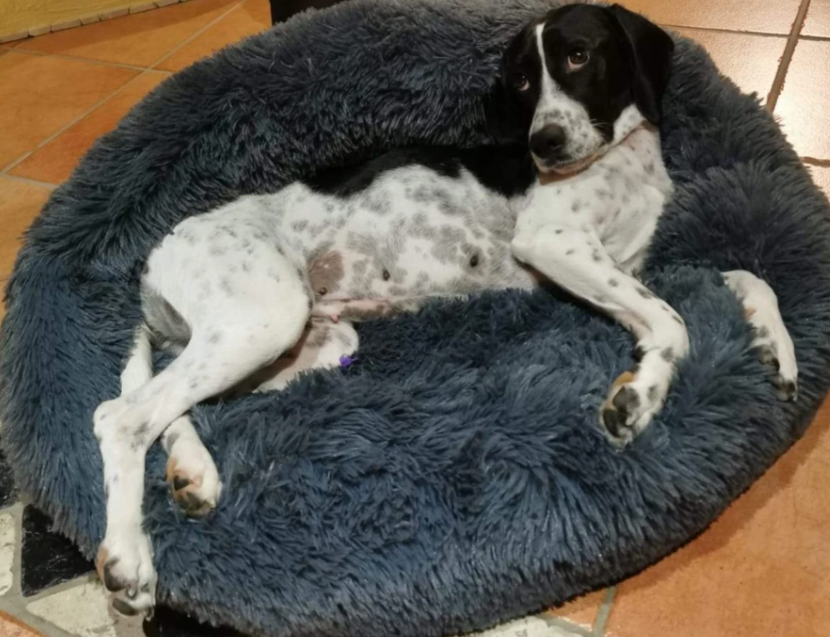 Hundebett anthrazit testsieger
