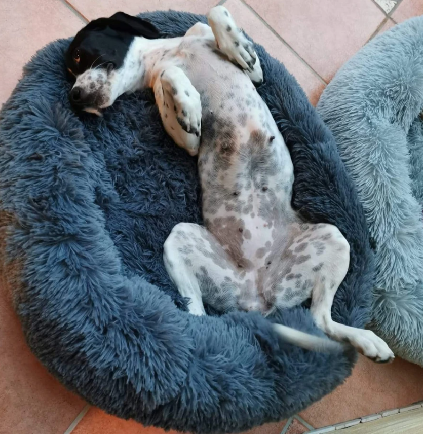 Hundebett anthrazit testsieger